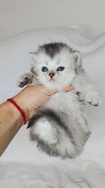 бенгальский котенок: Скотиш Страйт (Шотландская прямоухая), 1 месяц, Мальчик, Серебристая шиншилла — 3