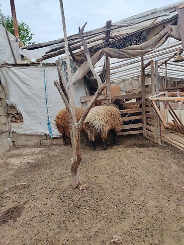 heyvan bazari keci: 2 əlkey qala qoçu Qurbanligada yarıyır tumluğada əldə saxlanılıb arpa — 4
