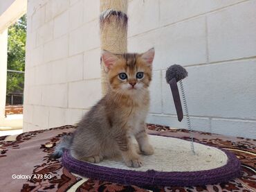 pişiy satışı: Qızıl şinşilla