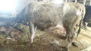 Коровы, быки: Продаю | Корова (самка) | Полукровка | После отела — 4