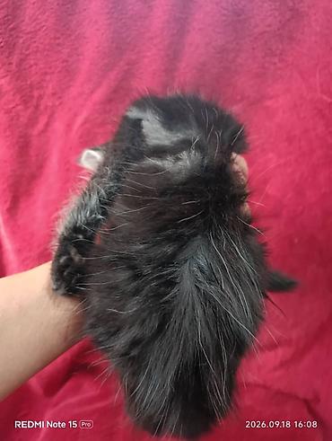 кошки шотландские: Мейн-Куны 🥰🥰🥰. Продаются котята Рысята ♥️ Чистокровные, Шикарные — 10