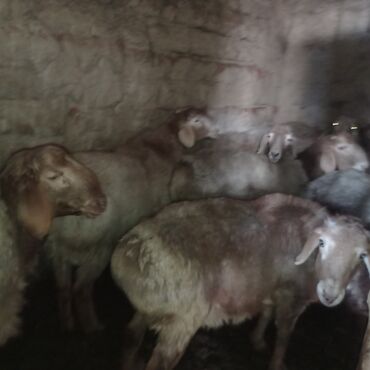 Бараны, овцы: Кочкор 1жаштык 25 минден