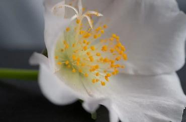 sigma 50: Продаю объектив Laowa 90mm f/2.8 2x Ultra Macro APO для Sony E — 4