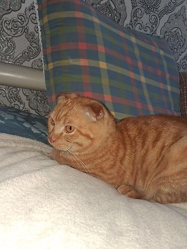кошка манас: Скотиш Фолд (Шотландская вислоухая), 11 месяцев, Мальчик, Рыжий, Приучена к лотку, Проглистована — 1