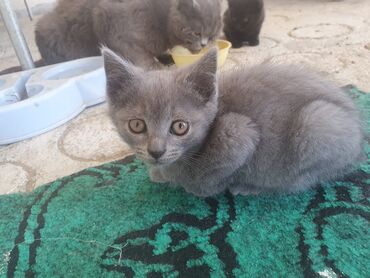 satılır: Şotland, Dişi, Yaxşı əllərə, Ünvandan götürmə