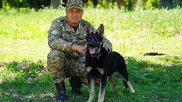 ит овчарка: Восточно-европейская овчарка (7 месяцев) сертификат родословности — 2