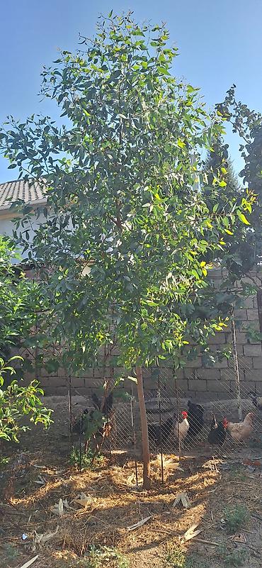 yolka ağacı satışı: Evkalipt ağacı.3 metrdən hündür — 2
