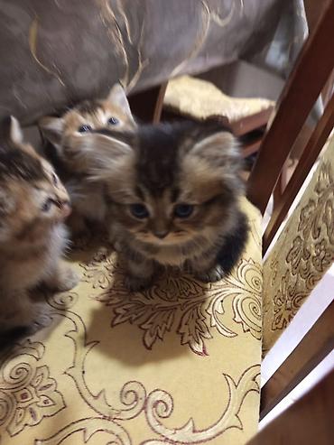 Pişiklər: Qızıl şinşilla — 7