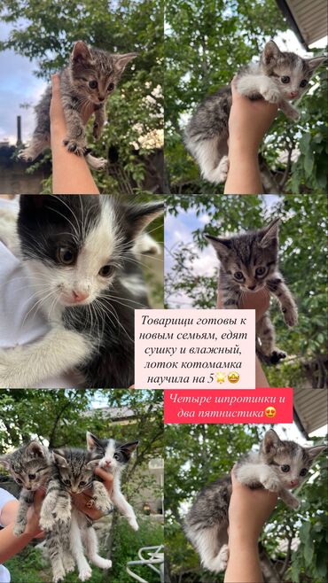 форель живая: Кошка даром: Беспородная, 1 месяц, Девочка, Приучена к лотку