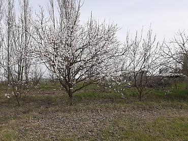 Həyət evləri və villaların satışı: 4 otaqlı, 126 kv. m, Orta təmir — 18