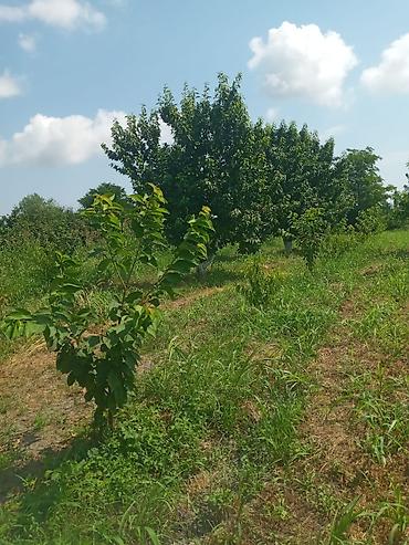 plastik cənlərin qiyməti: Xacmaz rayonu Gödekli kendinde 46 sot bağ satılır bağda 20 eded 14 — 1