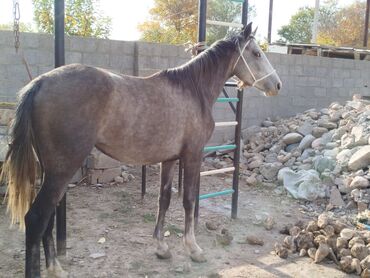 продам домик для кошки: Продаю | Кобыла (самка) | Конный спорт