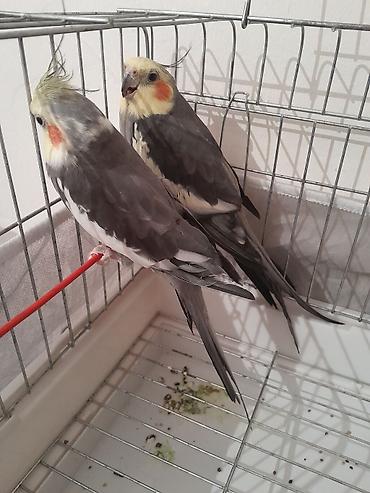 карелла: 2 eded saglam karellalar satilir 1 yaşlari olar ya olmaz. Biri danisir — 2
