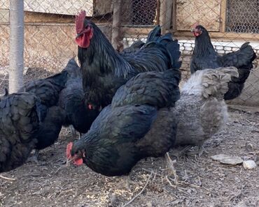 цыплята в бишкеке: Яйца инкубационные 🥚 ЖЕРСИ ТООКТОРДУН Свежий жумурткалары сатылат