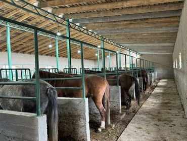 Лошади, кони: Продаю | Жеребенок, Кобыла (самка), Конь (самец) — 5