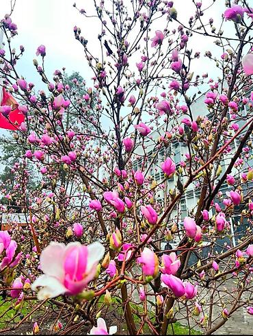 Магнолия: Магнолия - суланжа GENIE Магнолия с закрытой корневой системой — 18