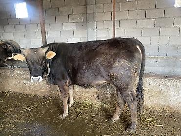 Коровы, быки: Продаю | Бык (самец) | На откорм — 8