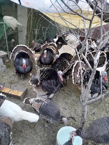 Индюки: Продаю | Индюк (самец) | Для разведения | Племенные — 6
