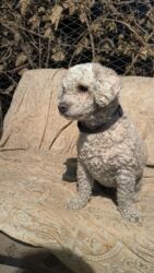 гончий собака: Продаю в хорошие руки Порода/тип: небольшая кудрявая собака-компаньон