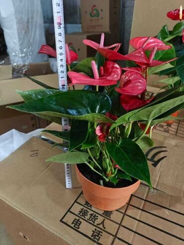саженцы пионов: Антуриум (Anthurium andreanum) в горшке - Компактный куст с плотной