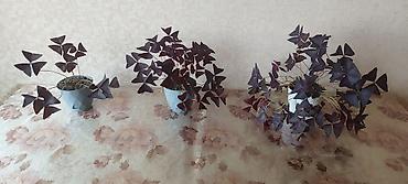 green leaf: Оксалис треугольный (Oxalis triangularis), фиолетовый «кислец» в — 1