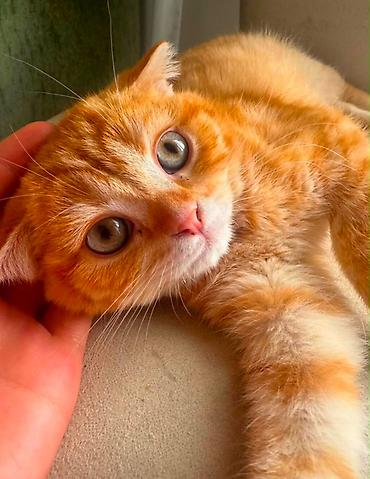 скотишь фолд: Скотиш Фолд (Шотландская вислоухая), 3 месяца, Мальчик — 1