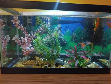 Akvariumlar: Təcili satılır köclə -da lalafo.az — 5 Akvariumlar: Təcili satılır köclə — 5