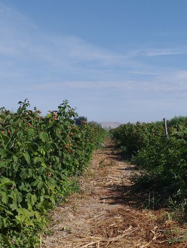 саженцы петунии: Уруктар жана көчөттөр Өзү алып кетүү, Акылуу жеткирүү