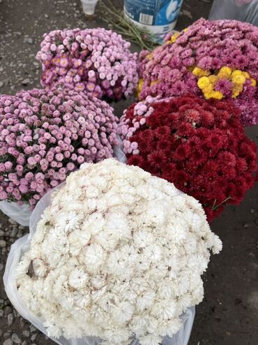 аквариум бишкек купить: Бишкек 🇰🇬 Комнатные и уличные цветы 🌷 Находимся в собачьем рынке, по