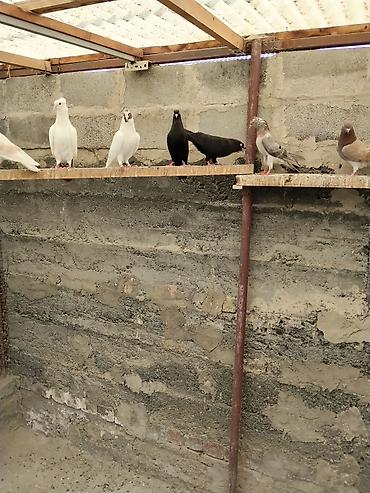 гуси купить: Цена: Договорная, Голуби декоративные и лётные, игровые, несколько — 7