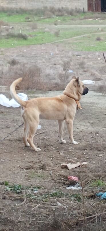 İtlər: Kanqal, 1 il, Erkek, Peyvəndli, Ödənişli çatdırılma — 3