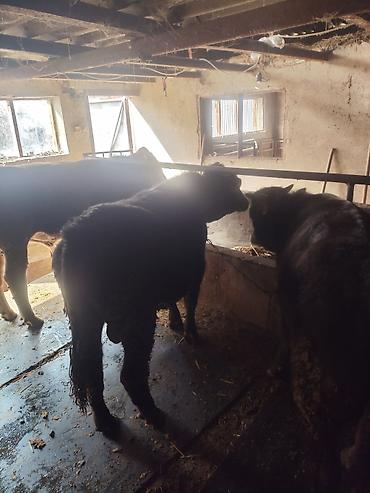 Коровы, быки: Продаю | Бык (самец) | На откорм | Привязанные — 3