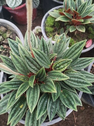 Otaq bitkiləri: Otaq bitkiləri – Fikus elastika kolleksiyası və digər dekorativ növlər — 27