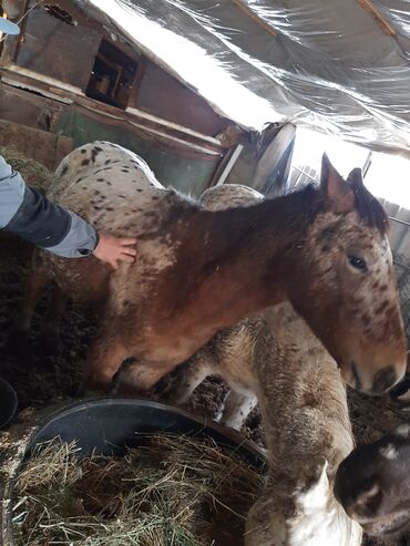 объявления о найденных животных: Продаю | Конь (самец) | Полукровка | Для разведения | Племенные