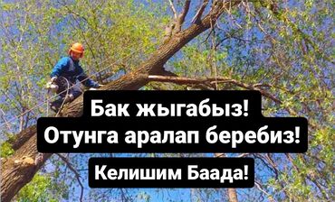 карликовые деревья бишкек: Спилим Дерево заготовим дрова Цена договорная. звонить в любое