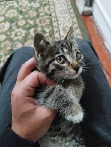коты кант: Отдам кошечку 
 в добрые руки
