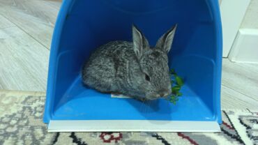 Dovşanlar: Dovsan balalari satilir — 2