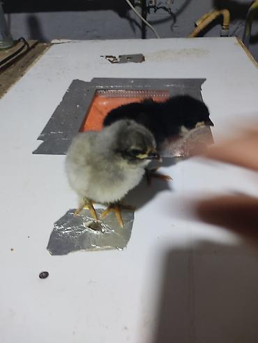 Xoruzlar: Australorp Xarkaov cucelerin
Sifarişi — 7