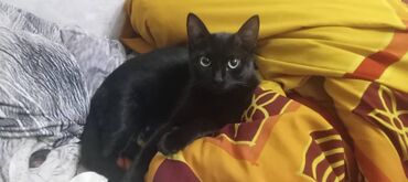 в связи с переездом отдам попугая жако в добрые руки: Кошка даром: Беспородная, Девочка