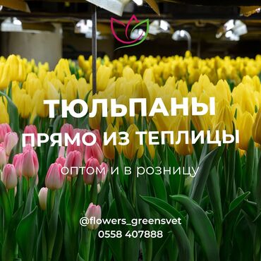 Цветы и букеты: 🌷 Тюльпаны от производителя весна 2025! 💯 🌟 Почему выбирают нас? •