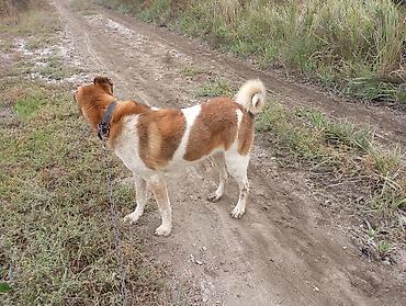 chinchilla satın al: 9 ay, Dişi, Ünvandan götürmə — 1