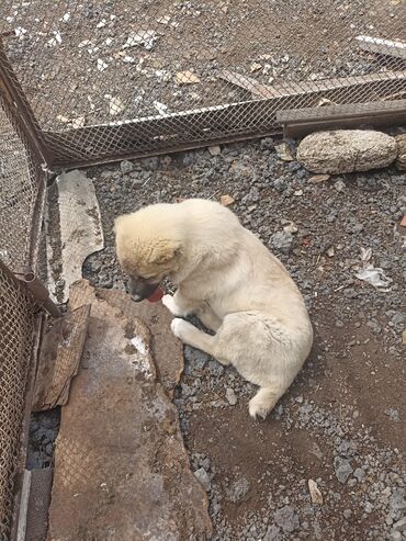 İtlər: Alabay, 2 ay, Erkek, Peyvəndli, Ünvandan götürmə, Pulsuz çatdırılma, Ödənişli çatdırılma