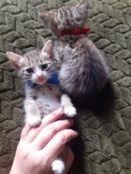 Pişiklər: Erkək, Dişi, Yaxşı əllərə — 12