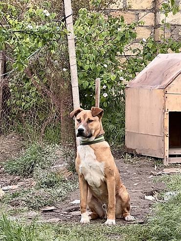 pitbull balaları: Pitbul, 8 ay, Erkək, Ünvandan götürmə — 3
