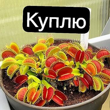 КУПЛЮ Венерину мухоловку. БИШКЕК Если продаете, пожалуйста, напишите