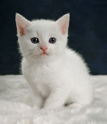 кошачья мята: Белоснежные котята Као Мани мальчики и девочки, Возраст 1.2 месяца