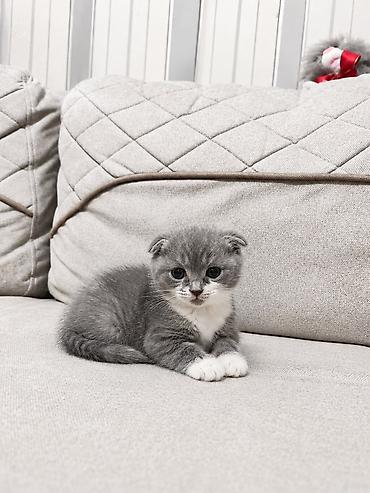 scottish fold qiyməti: Şotland, Dişi, Erkək — 2