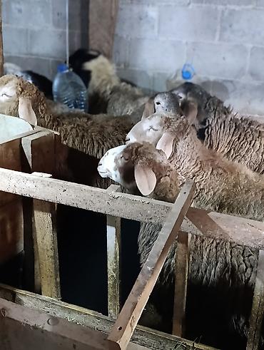 Баран, овца: Продаю | Овца (самка) | Для разведения | Осеменитель — 1