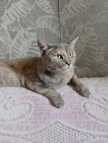 в добрые руки кошки: Кошечка 1,5 года, стерилизованна, вакцинированна, к лотку приучена — 2
