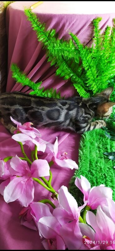 Продажа кошек: Друзья !!! питомник Бен Гла Мур с радостью предлагает новый помет. от — 5